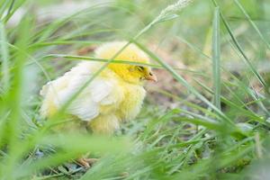 Chicks are sick on the farm. Macro shoot photo