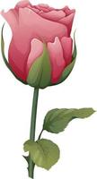 Vector illustration of a rose on an isolated background. Pink flower bud with leaves. Gift for valentines day, holiday, romance. spring illustration