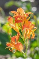 Canna indica on a spring morning in Texas. photo