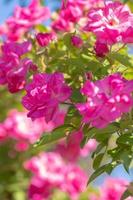 Bright pink roses on a sunny day in spring. photo