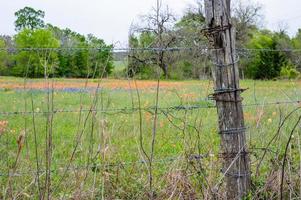 indio Cepillo de pintura y bluebonnets crecer en un este Texas campo en primavera. foto