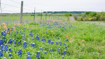 Lupinus texensis and castilleja flowers in springtime in Texas. photo