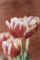 delicate spring yellow-red tulip in close-up on background photo