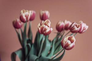 delicate spring yellow-red tulip in close-up on background photo