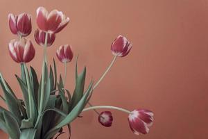 delicate spring yellow-red tulip in close-up on background photo