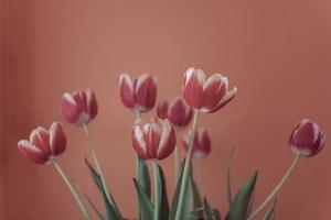 delicate spring yellow-red tulip in close-up on background photo