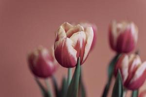 delicate spring yellow-red tulip in close-up on background photo
