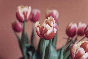 delicado primavera rojo amarillo tulipán en de cerca en antecedentes foto