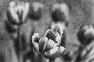 delicate spring yellow-red tulip in close-up on background photo