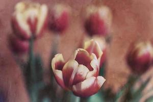 delicado primavera rojo amarillo tulipán en de cerca en antecedentes foto