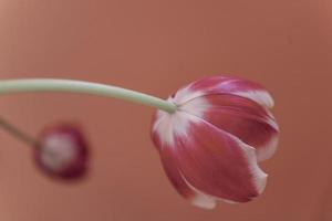 delicate spring yellow-red tulip in close-up on background photo