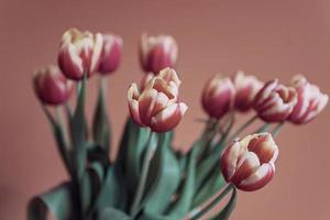 delicate spring yellow-red tulip in close-up on background photo