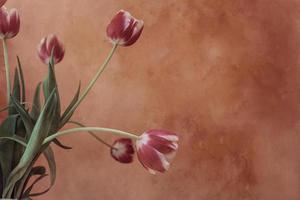 delicate spring yellow-red tulip in close-up on background photo