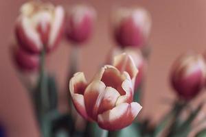 delicate spring yellow-red tulip in close-up on background photo
