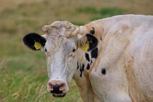 retrato de un negro y blanco vaca en un pasto en un verano día foto