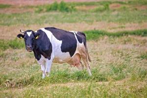 black and white cow on a green pasture on a warm summer day photo