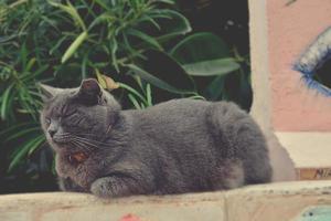 gris pura sangre gato acostado en el rosado pared foto