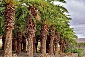 exotic original palm forest growing on the Spanish island of Fuerteventura photo