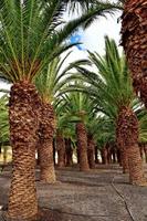 exotic original palm forest growing on the Spanish island of Fuerteventura photo