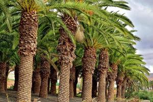 exotic original palm forest growing on the Spanish island of Fuerteventura photo