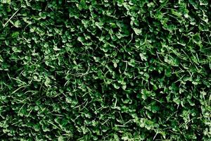 Young summer clover grass and microclover close-up, greening the environment, summer sunlight on the leaves photo