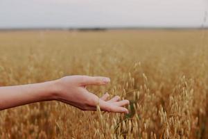 female hand wheat crop agriculture industry fields farm photo