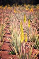 natural large aloe growing on a farm on the Canary Island Fuetaventra in Spain in a natural habitat photo