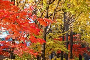 Bright colorful maple leaves on the branch in the autumn season. photo