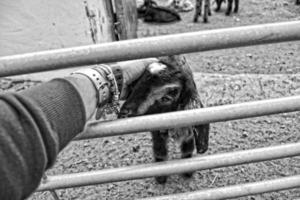 peaceful tame goat animals on a farm on Canary Island Fuertaventra photo