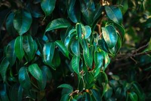 ficus hojas de cerca natural textura foto