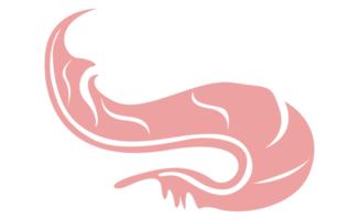 diseño elementos - rosado pájaro pluma con transparente antecedentes png