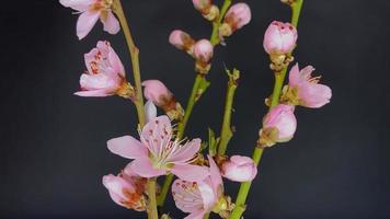 laps de temps de le printemps fleurs ouverture fermer vue video