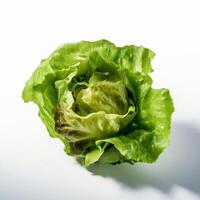 Green lettuce isolated. Illustration photo