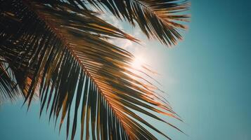 Palm tree sunny background. Illustration photo