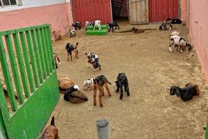 peaceful tame goat animals on a farm on Canary Island Fuertaventra photo