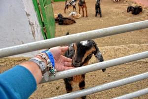 peaceful tame goat animals on a farm on Canary Island Fuertaventra photo