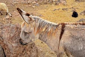 peaceful tame goat animals on a farm on Canary Island Fuertaventra photo