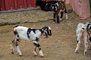 peaceful tame goat animals on a farm on Canary Island Fuertaventra photo