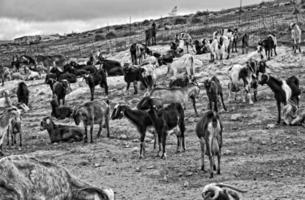 peaceful tame goat animals on a farm on Canary Island Fuertaventra photo