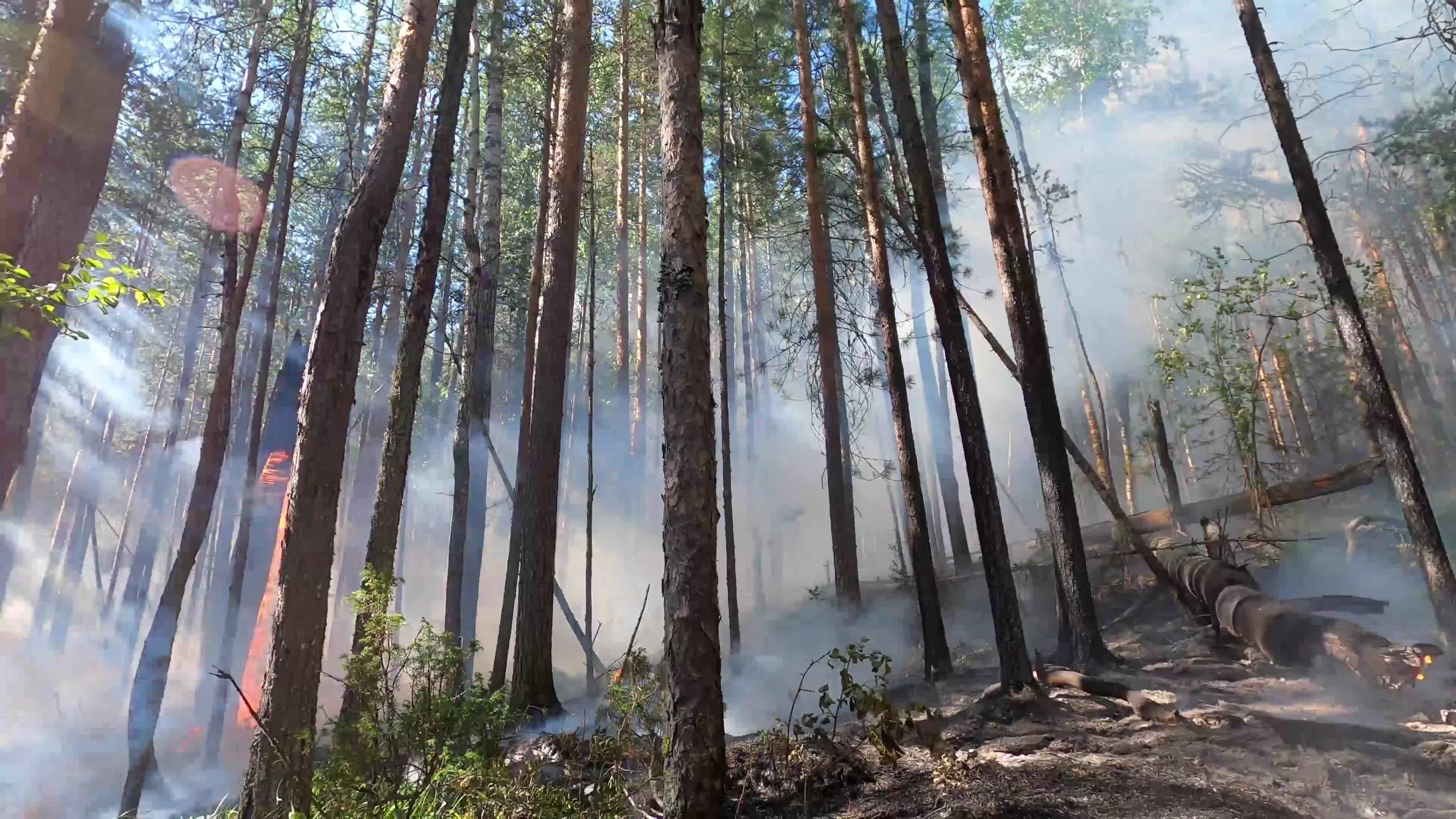 Wild fire in forest close up view. Deforestation and global warming