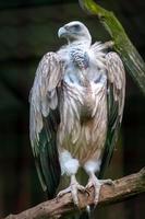 A proud vulture stands on a branch and watches. Large claws on the paws. photo