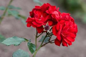 Red shrub rose with a blurred background with selective focus. There is one undiscovered burgundy flower bud.The leaves are green. photo