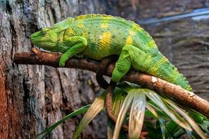 A large lime green with yellow spots lizard like a chameleon or iguana lies on a branch. photo