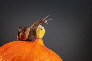 caracol con largo tentáculos en un calabaza. el calabaza es naranja, el caracol es marrón. alargado cuello. Copiar espacio. viñeta. foto