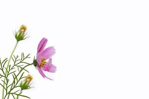 Bright colorful cosmos flowers isolated on white background. photo