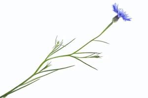 Wild flower cornflower. Natural background. photo