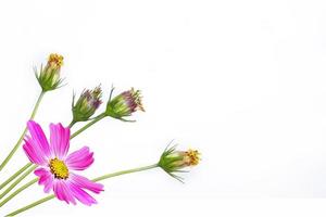 Bright colorful cosmos flowers isolated on white background. photo
