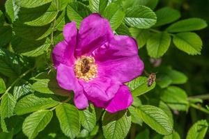 bee inside dog rose blossoming at spring photo