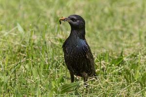 cerca arriba de estornino comiendo gusano en césped foto