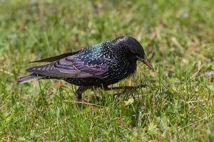 close up of starling walking in green grass photo